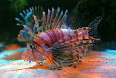 Sea Life Centre Timmendorfer Strand