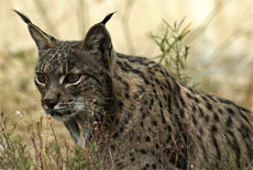 Nationalpark von Doñana