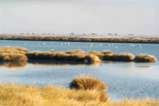 Nationalpark Coto de Doñana, Costa de la Luz