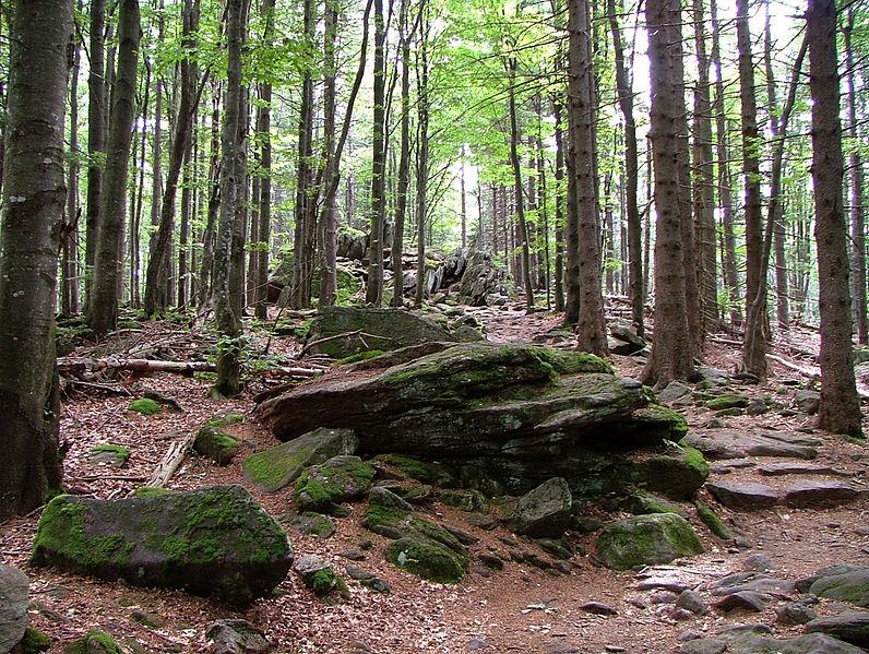 Bayerischer Wald