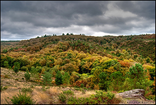 Broceliande Wald