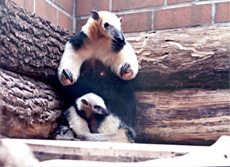 Dortmunder Zoo