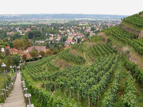 Weinhänge in Radebeul