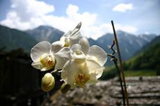 Orchidee, Orchidarium SCHRONEN