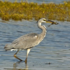 Wasservogelreservat Wallnau