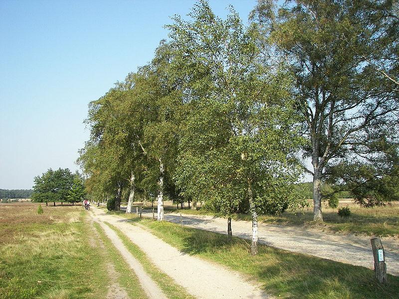 Toppenstedt