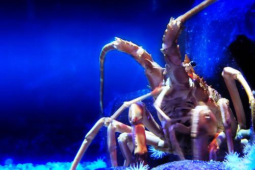 Sea Life Centre Timmendorfer Strand