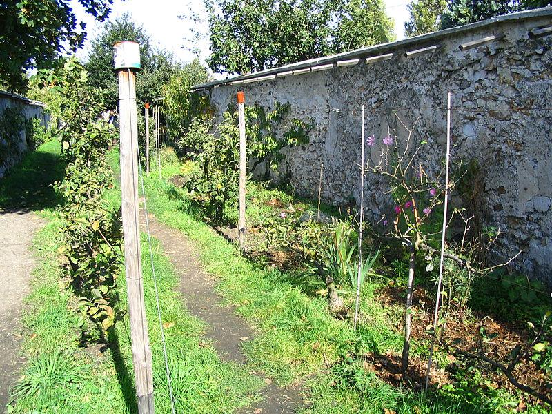 Mur à pêches à Montreuil
