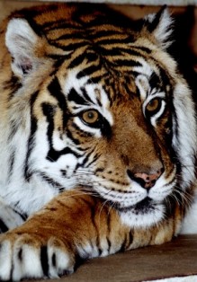 Prag ZOO