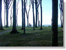 Gespensterwald