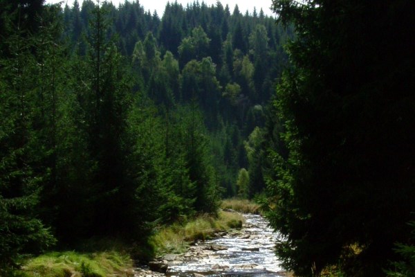 Oberes Schwarzwassertal