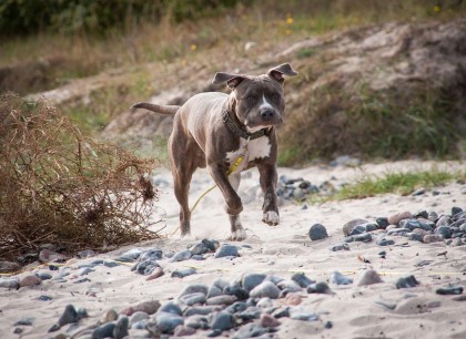 ImageHund läuft über sandigen Strand
