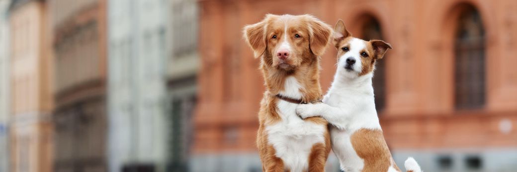 Zwei Hunde auf einer Straße in der Altstadt