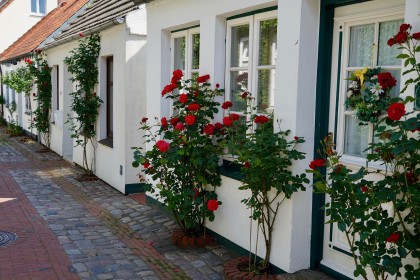 ImageReihenhäuser mit Rosen vor dem Fenster