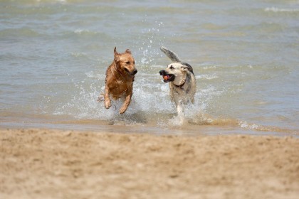 ImageHunde planschen im Meer