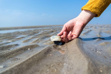ImageMuschelnsammeln im Wattenmeer