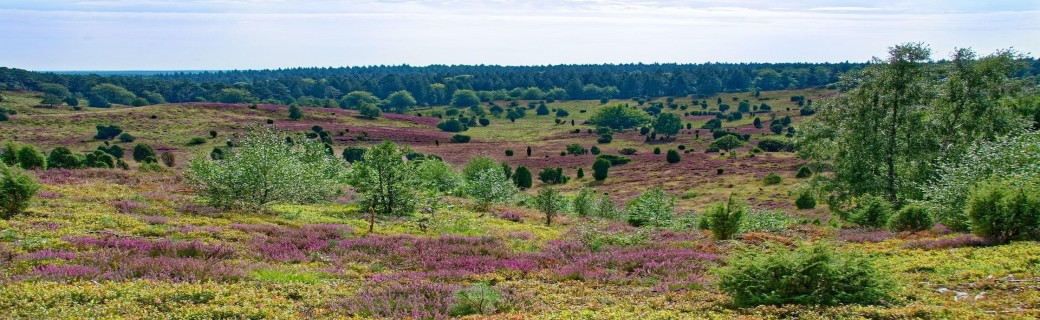 Heideblüte in der Lüneburger Heide
