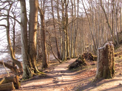 ImageWanderweg durch den Wald bei Binz