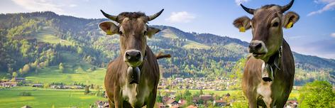 Ferienwohnungen im Allgäu