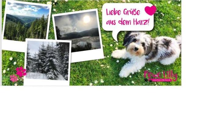 Fewo LILLY 3 Fewo LILLY 3 - Bad Lauterberg