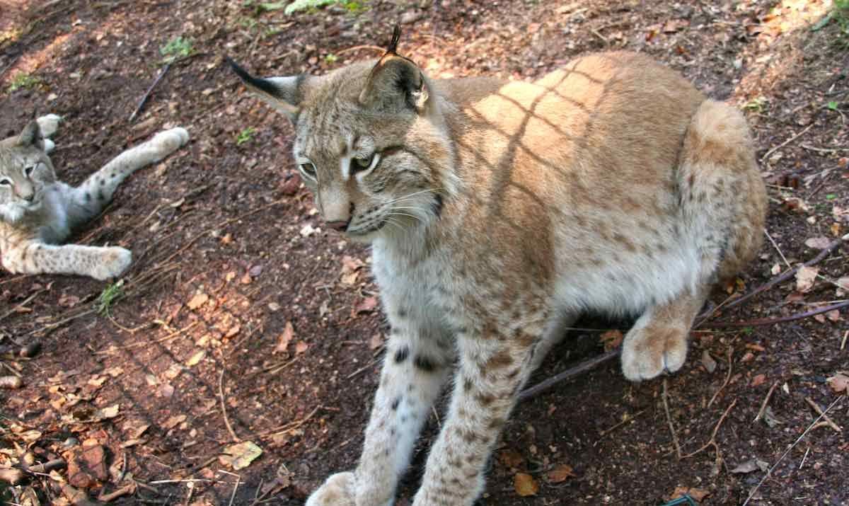 Lux Schaugehege in Bad Harzburg