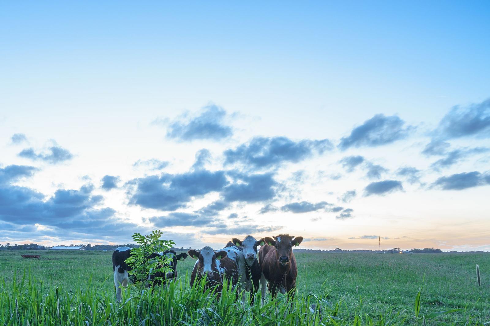 Vier Kühe stehen in einem grünen Feld unter einem bewölkten Himmel.