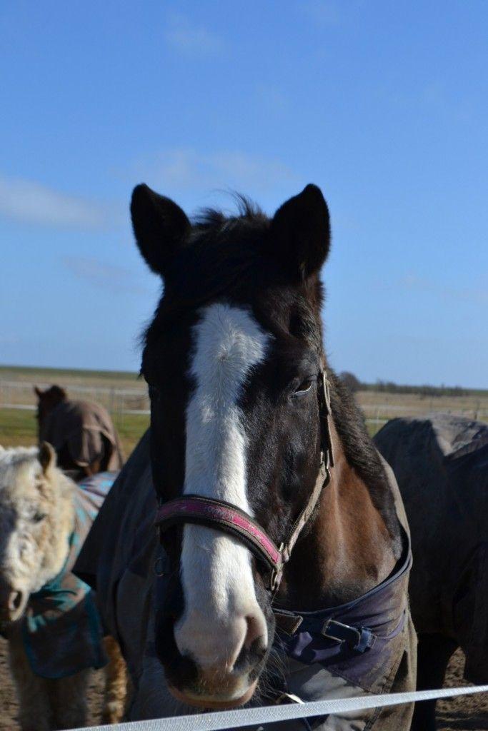 Ein Pferd mit weißer Stirn und Halfter steht im Freien. Im Hintergrund sind weitere Pferde und ein Zaun sichtbar.
