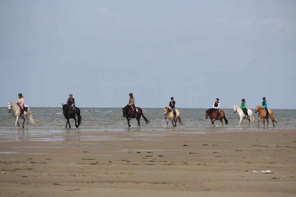 Sieben Reiter mit Pferden wandern entlang des Strandes im flachen Wasser.