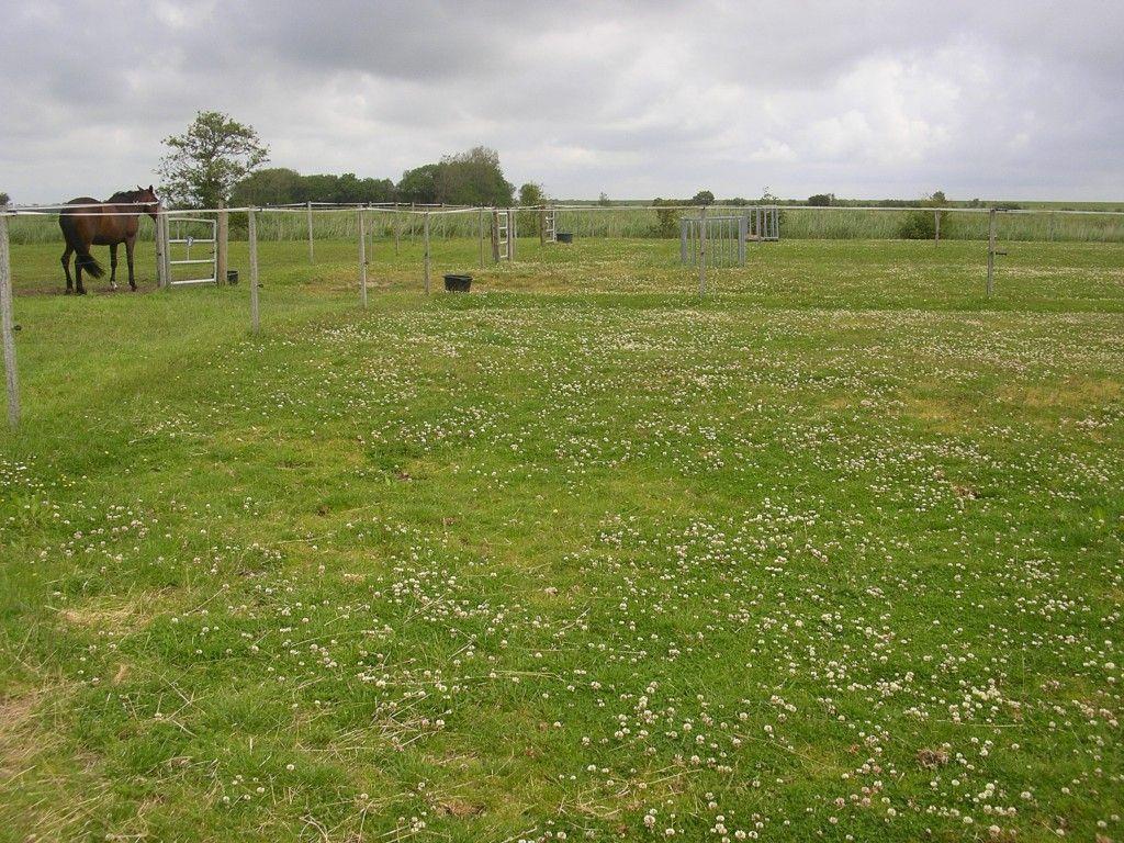 Grünes Feld mit Pferd und Zaunstrukturen unter bewölktem Himmel.