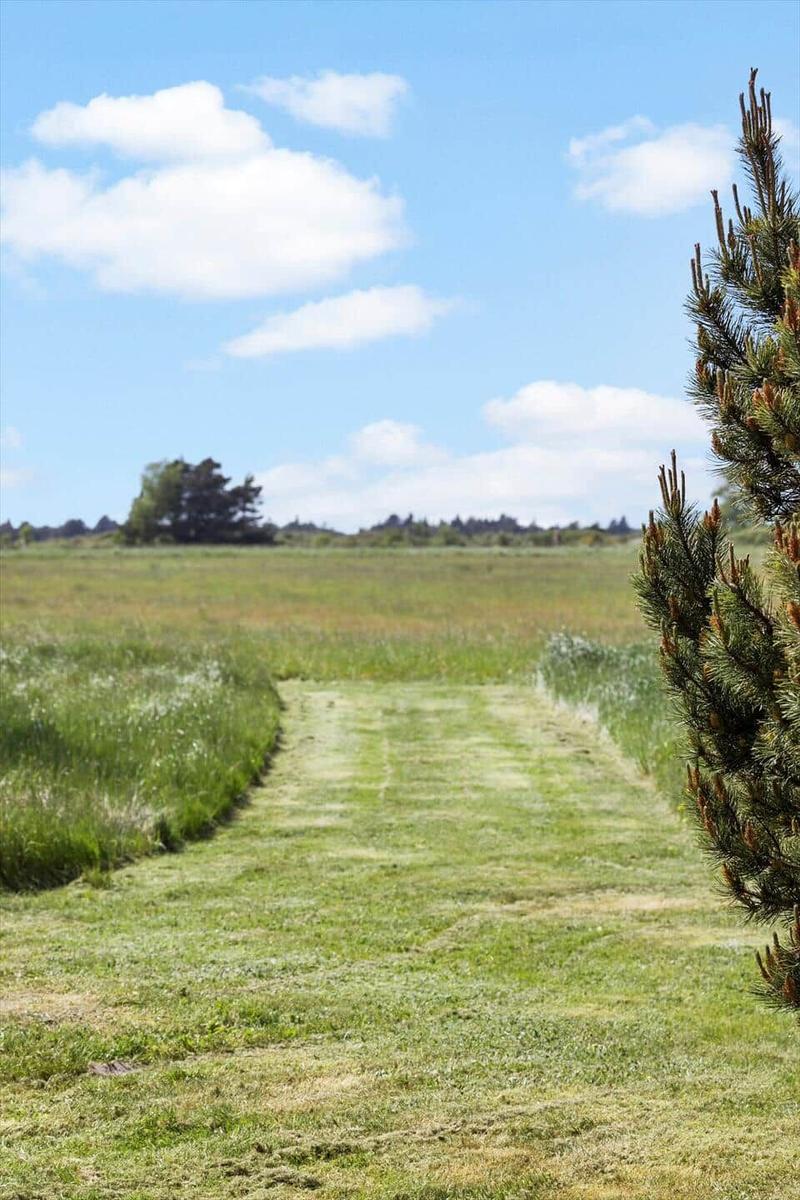 Grüner Weg durch Wiesen unter blauem Himmel mit Wolken und Nadelbaum im Vordergrund.