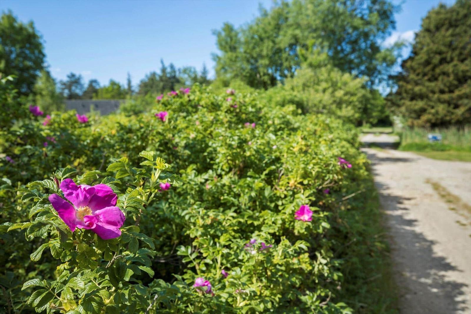 Ein Weg entlang grüner Sträucher mit lila Blüten unter blauem Himmel.