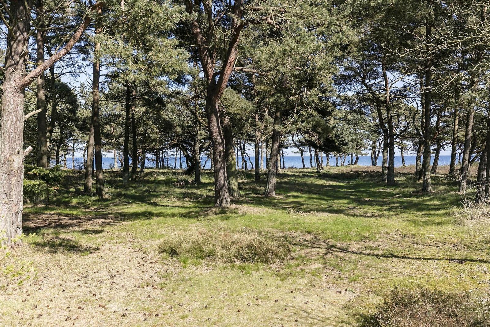 Waldweg mit Blick auf Meer unter hohen Nadelbäumen.