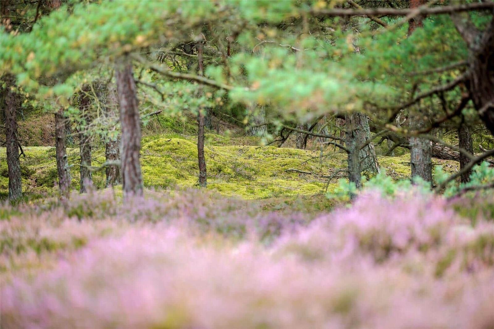 Ein Wald mit Moos und rosa Heideblumen im Vordergrund.