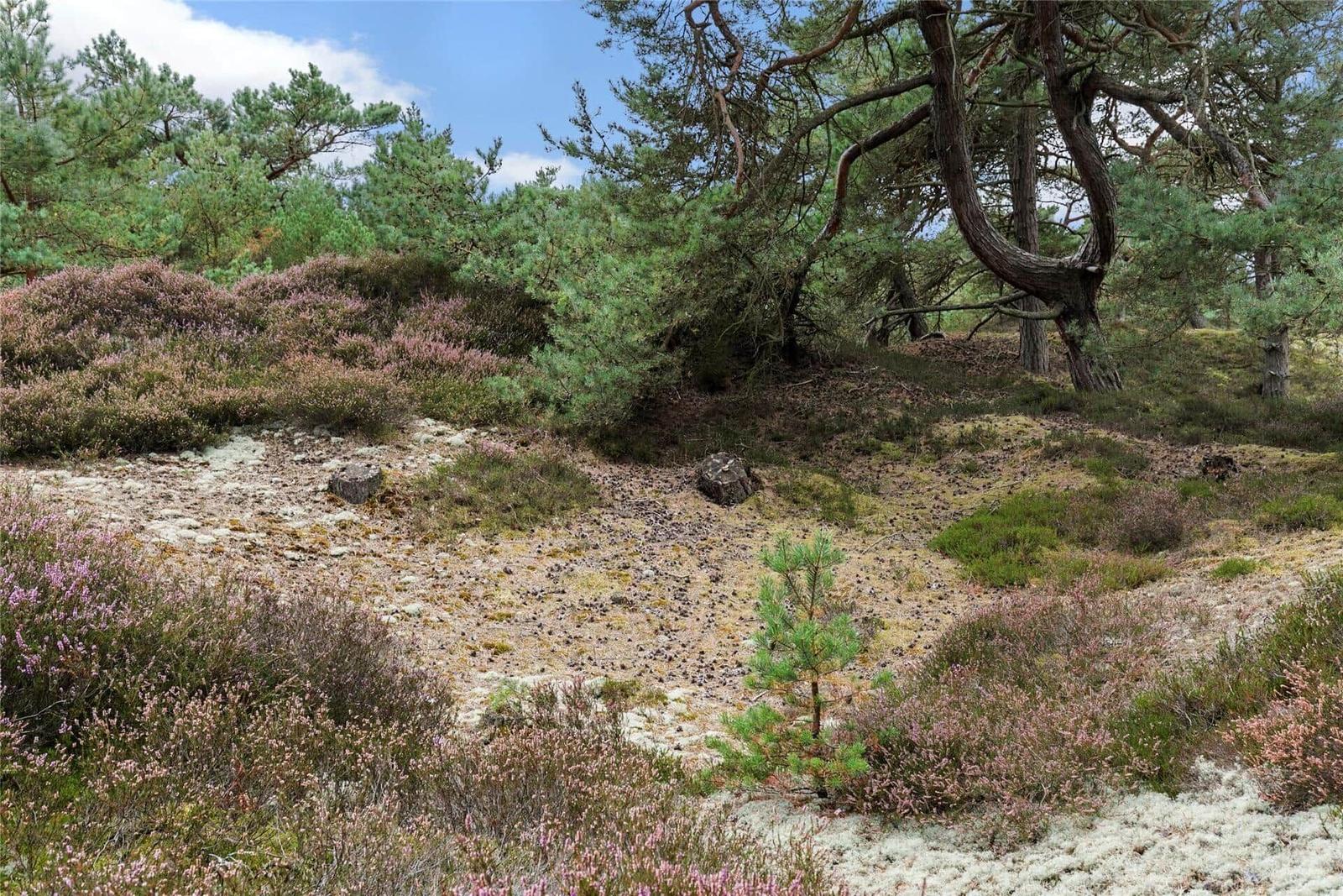 Waldlandschaft mit Nadelbäumen und blühenden Heidepflanzen.