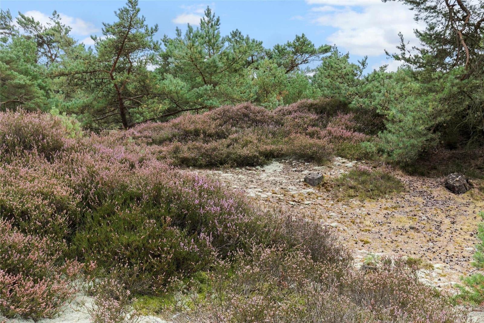 Häckchen mit rosa Blüten und Nadelbäumen im Hintergrund