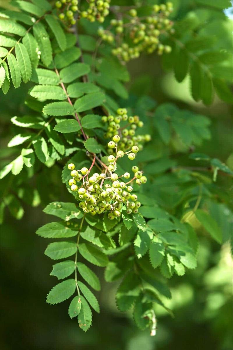 Grüne Blätter und unreife Beeren an einem Baum