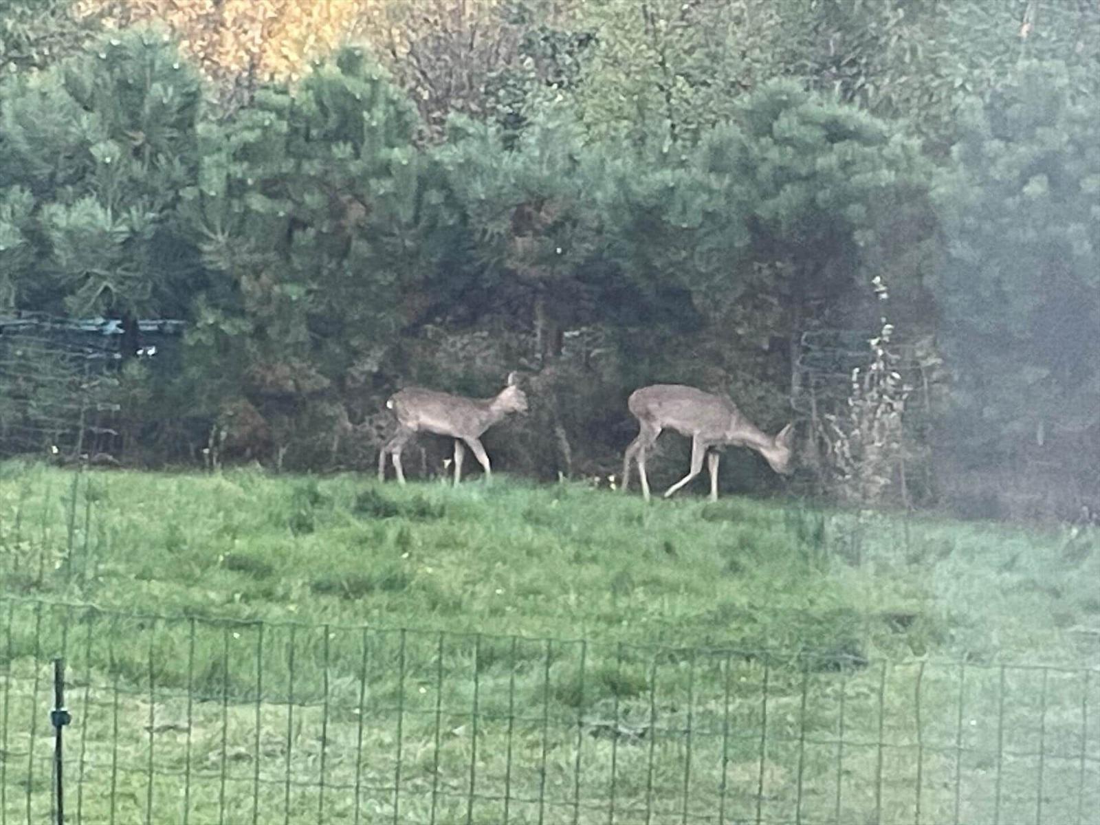 Zwei Hirsche grasen im Gras hinter einem Zaun.