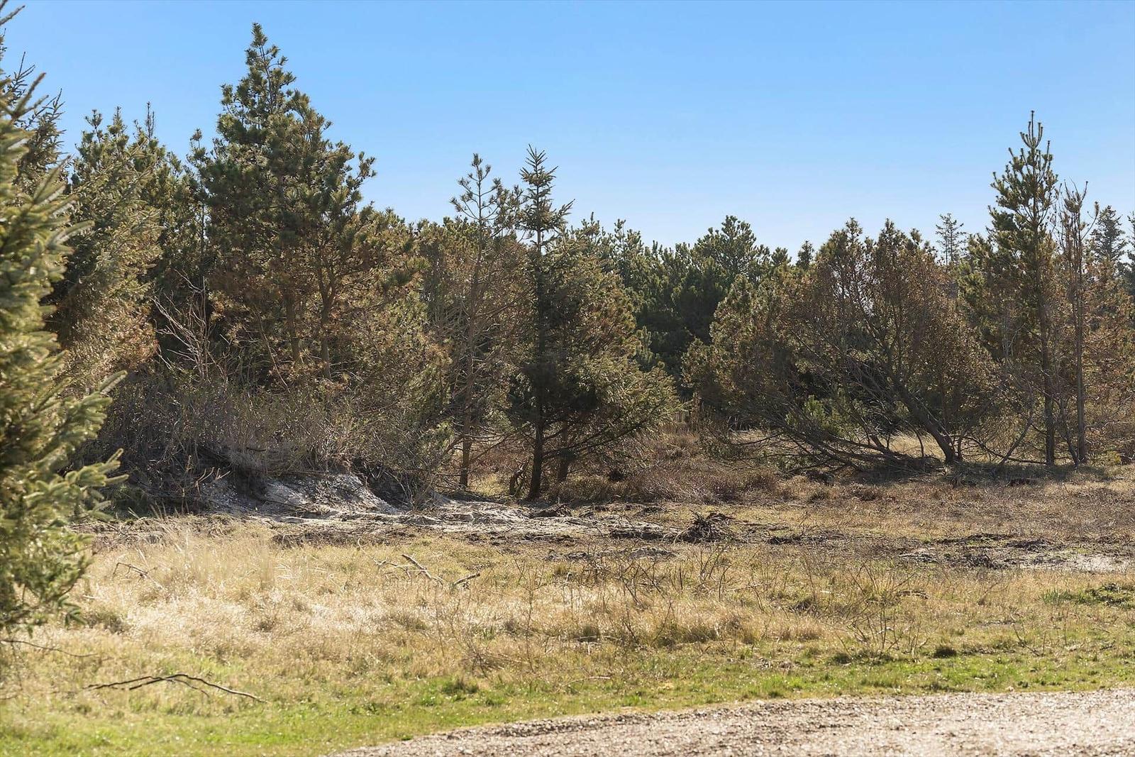 Waldstück mit Nadelbäumen und trockenem Gras unter blauem Himmel.