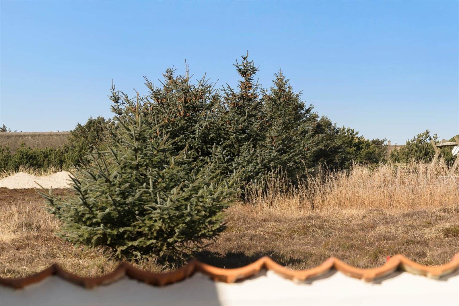 Draußen sind Nadelbäume und trockenes Gras zu sehen. Im Vordergrund ist ein Ziegeldach.