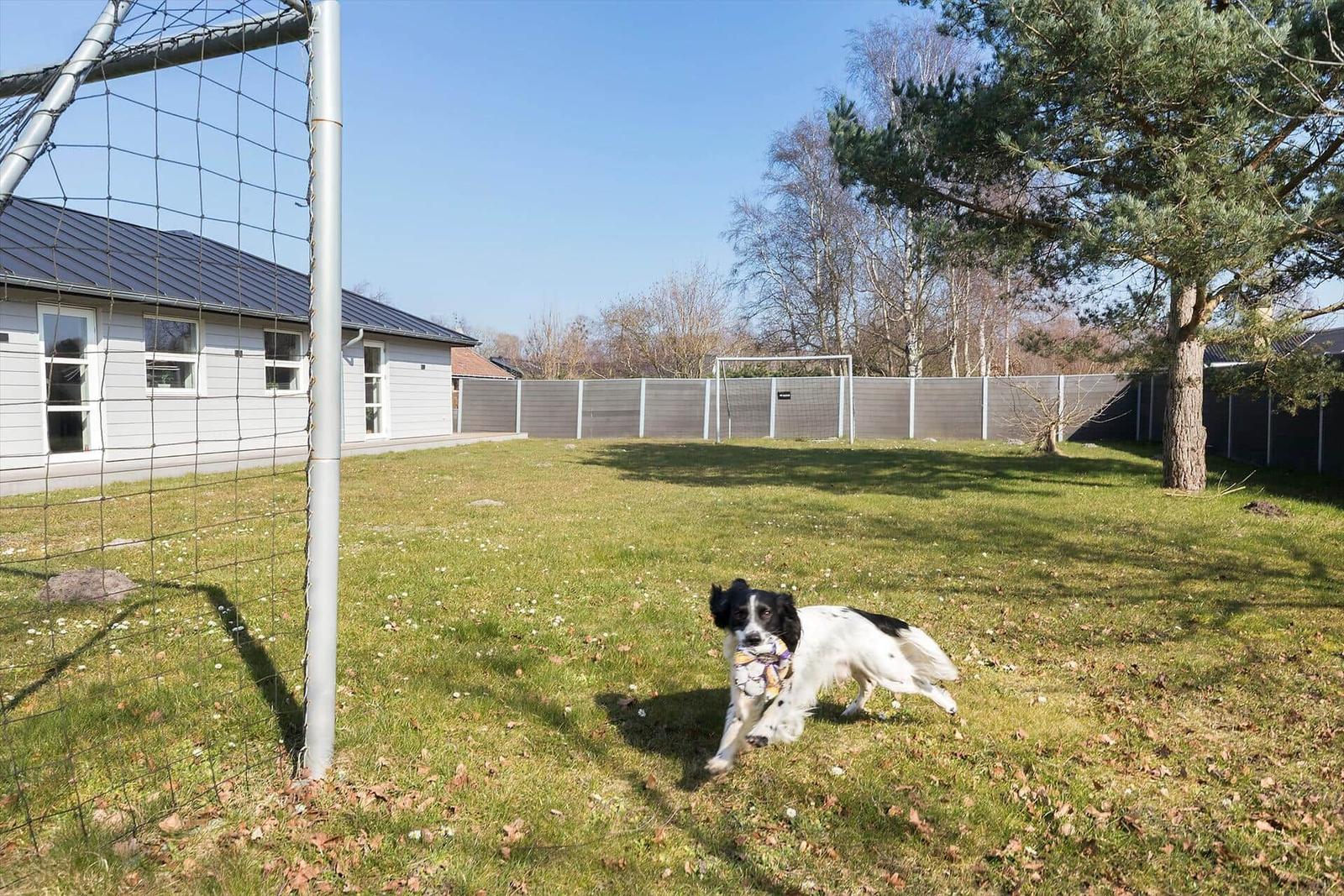 Hund mit Ball im Garten hinter einem Fußballtor.