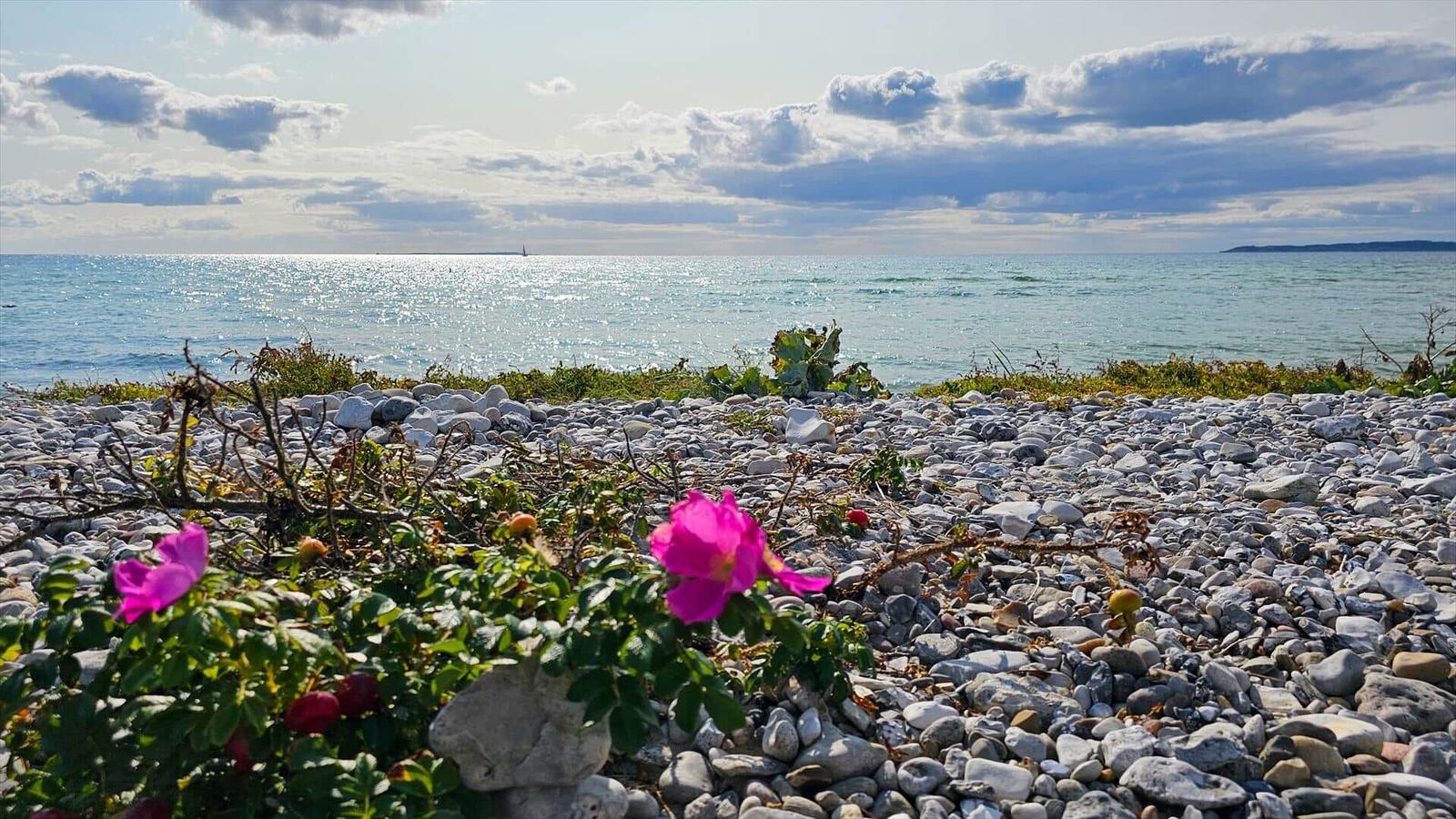 Steinstrand mit rosa Blumen und Blick auf das Meer