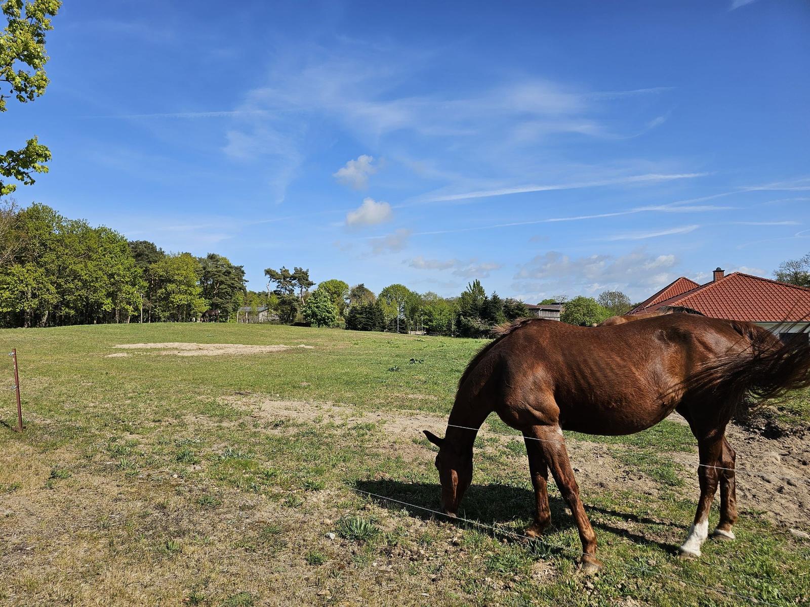 Ein braunes Pferd grasst auf einer Wiese neben einem Haus mit rotem Dach.