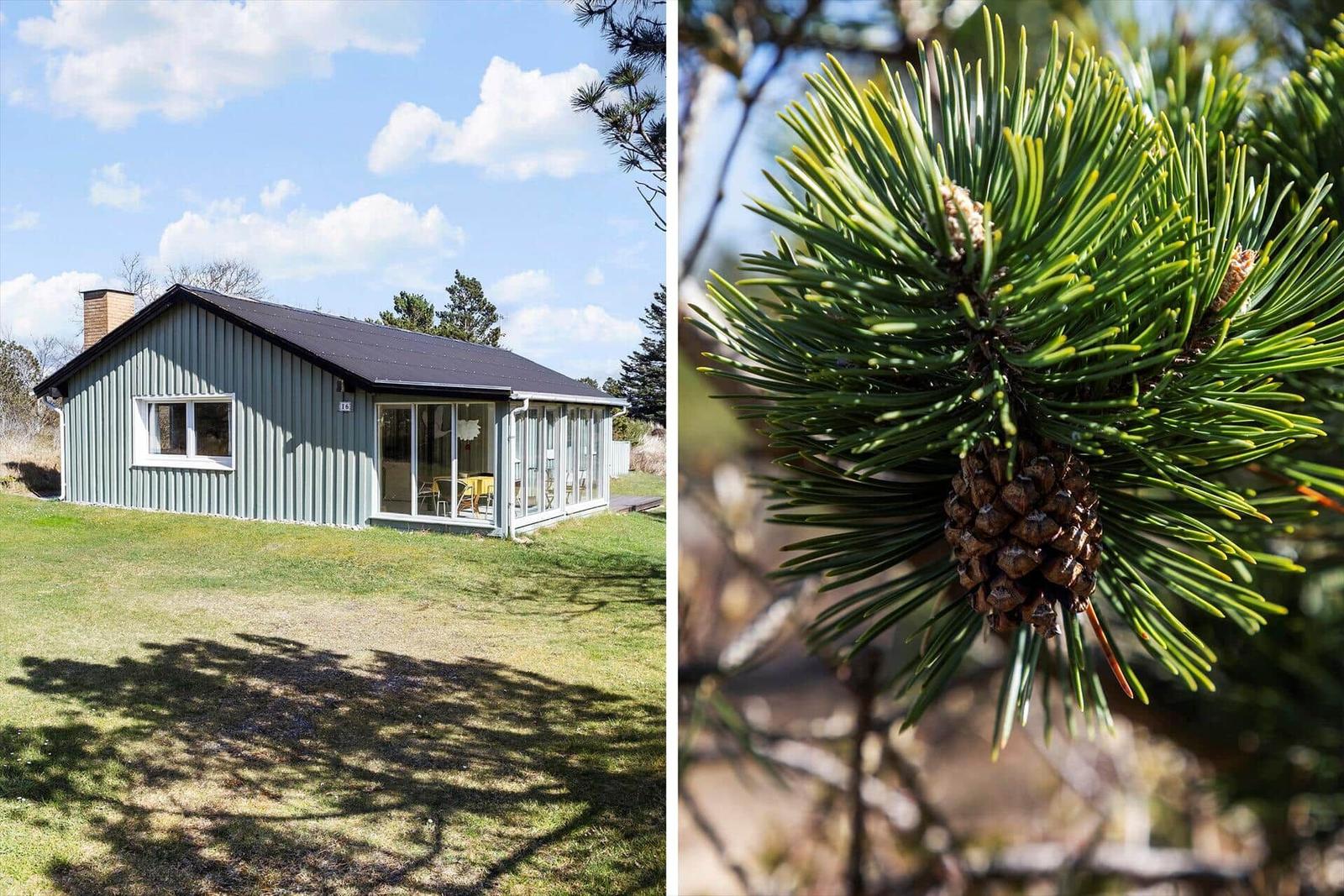 Einhaus mit großem Glasbereich und grünem Rasen. Nahaufnahme von Tanne mit Zapfen.