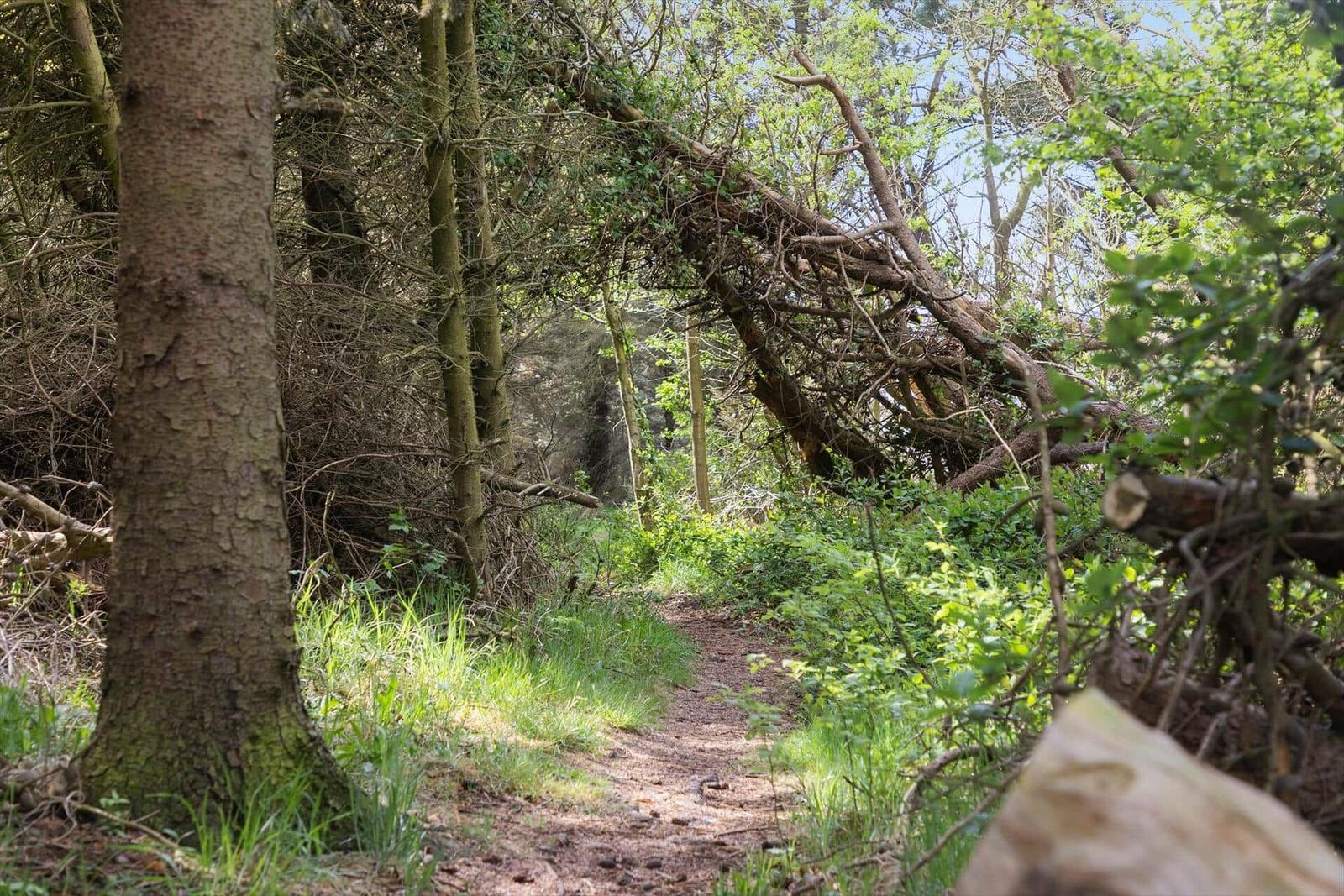 Waldweg mit umgestürztem Baum und grüner Vegetation.