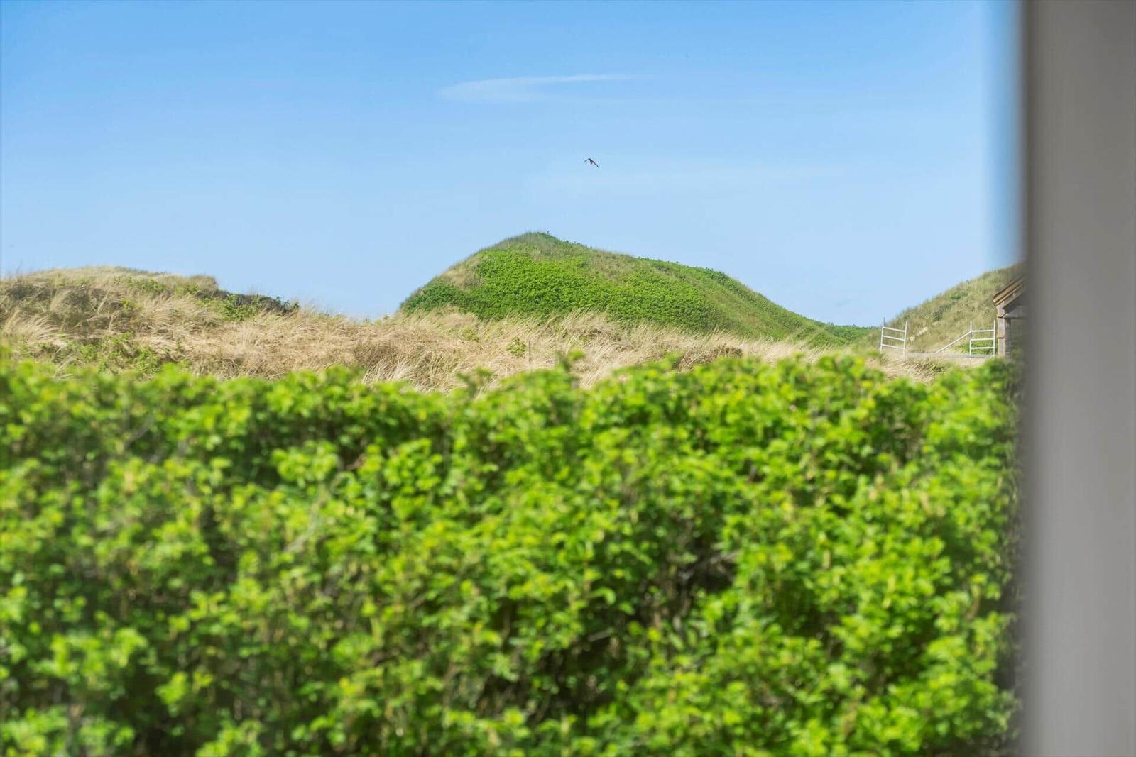 Grüne Hecke im Vordergrund, dahinter Hügel mit Gras und ein Vogel am Himmel.