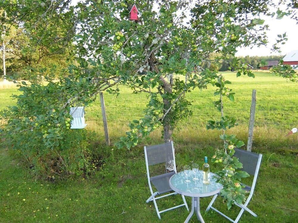Ein runder Tisch mit zwei Stühlen unter einem Obstbaum mit grünen Früchten.