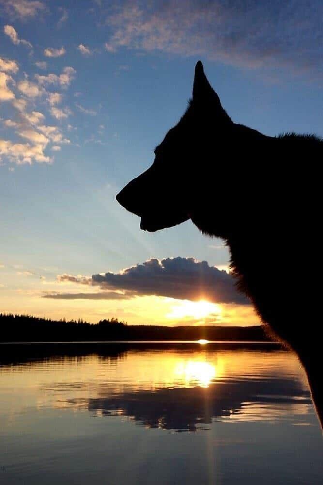 Silhouette eines Hundes am See bei Sonnenuntergang.