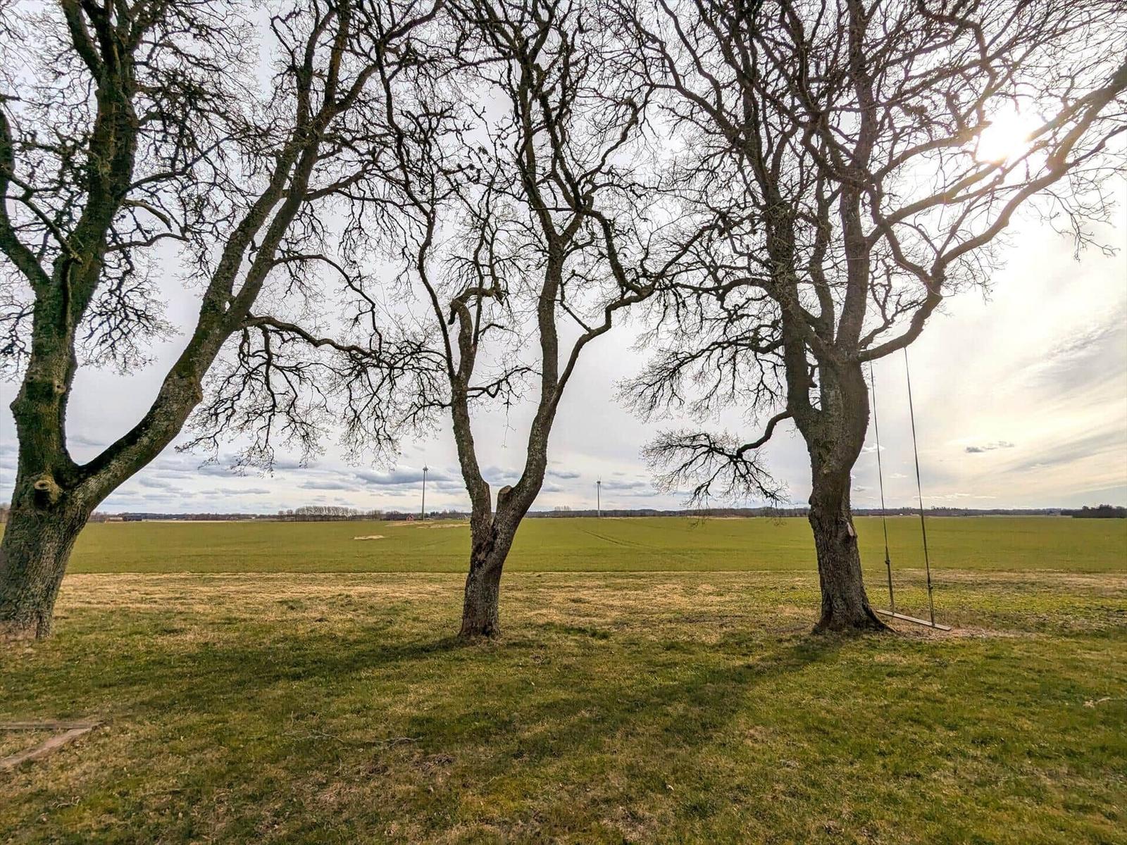 Drei Bäume mit Schaukel im Gras vor Feldern