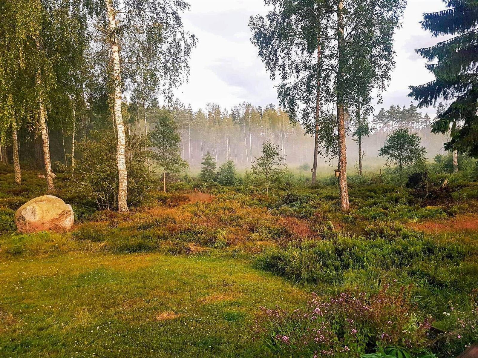 Waldlandschaft mit Birken, Nadelbäumen und einem großen Stein im Vordergrund.