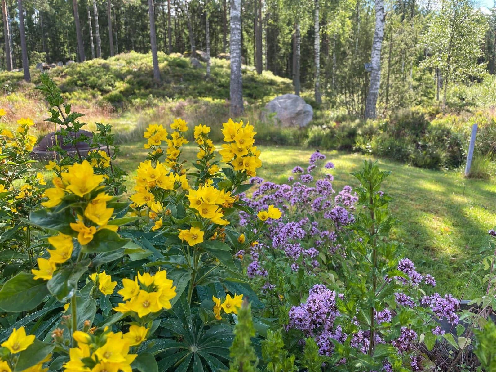 Garten mit gelben und lila Blumen vor Waldhintergrund